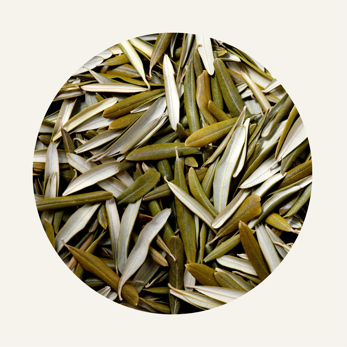 Feuille_d_olivier_Fidari