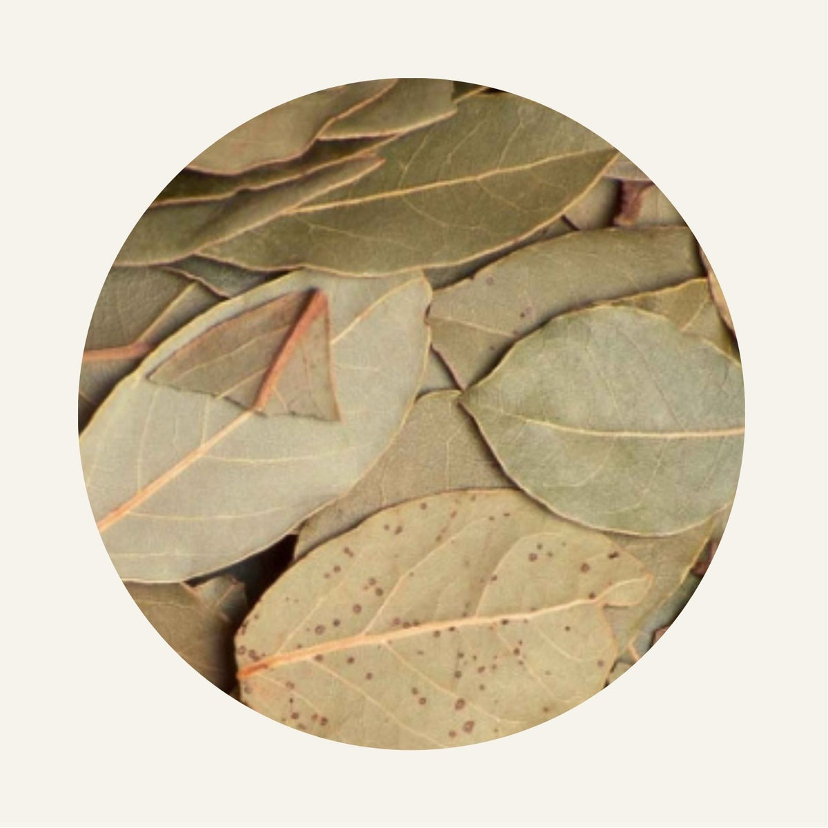Feuilles_de_laurier_Fidari
