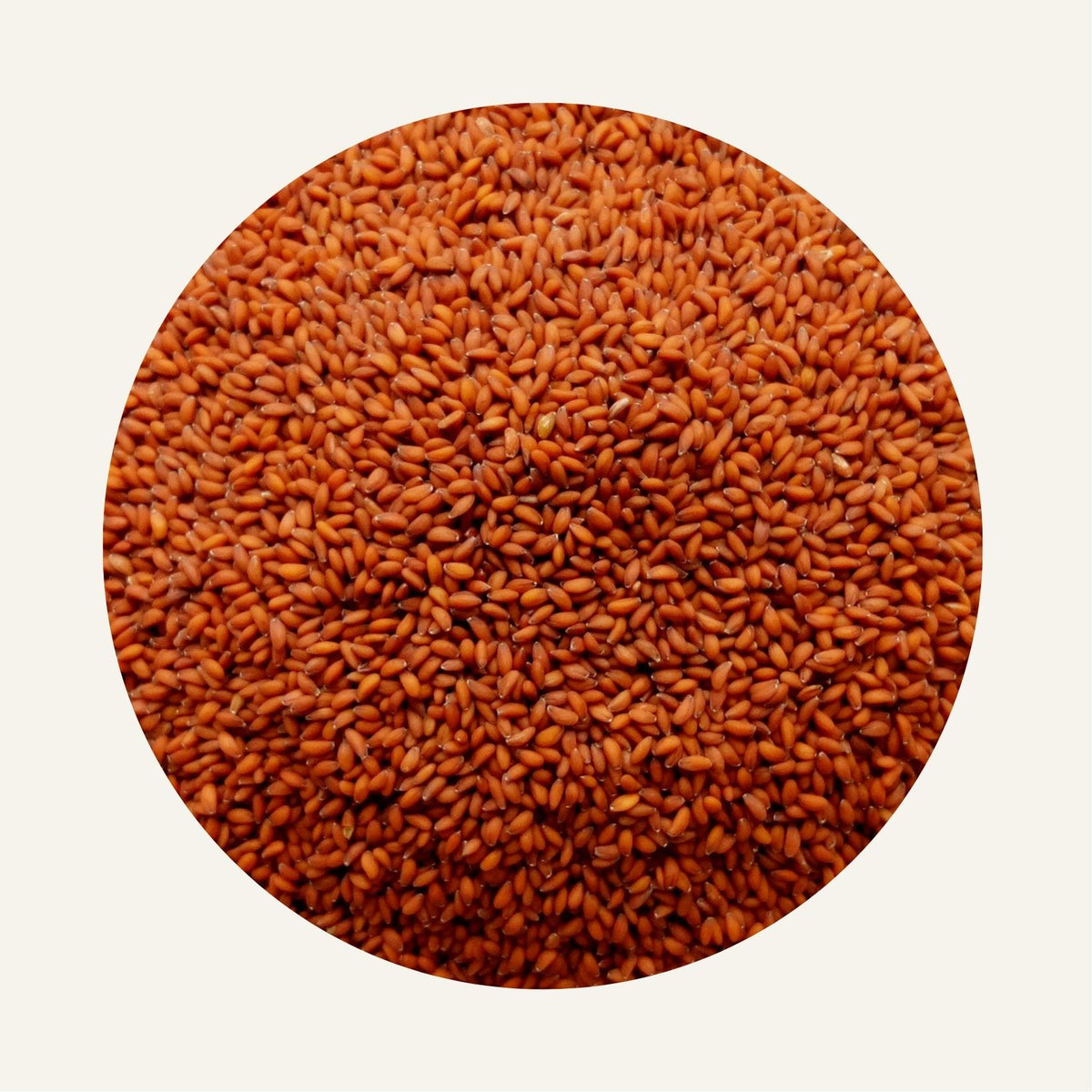 Graines_de_cresson_Fidari