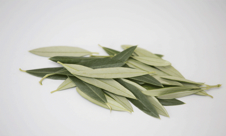 أوراق الزيتون