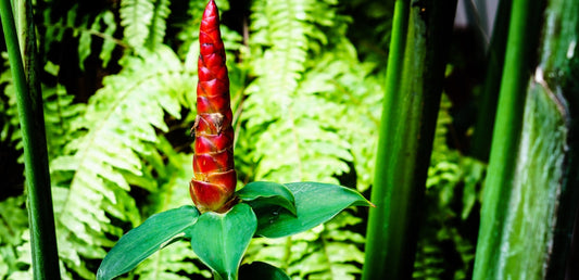 Costus Indien : Origine, Tradition & Usage Maroc