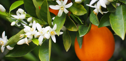 Eau de Fleurs d'Oranger au Maroc : Bienfaits & Utilisations