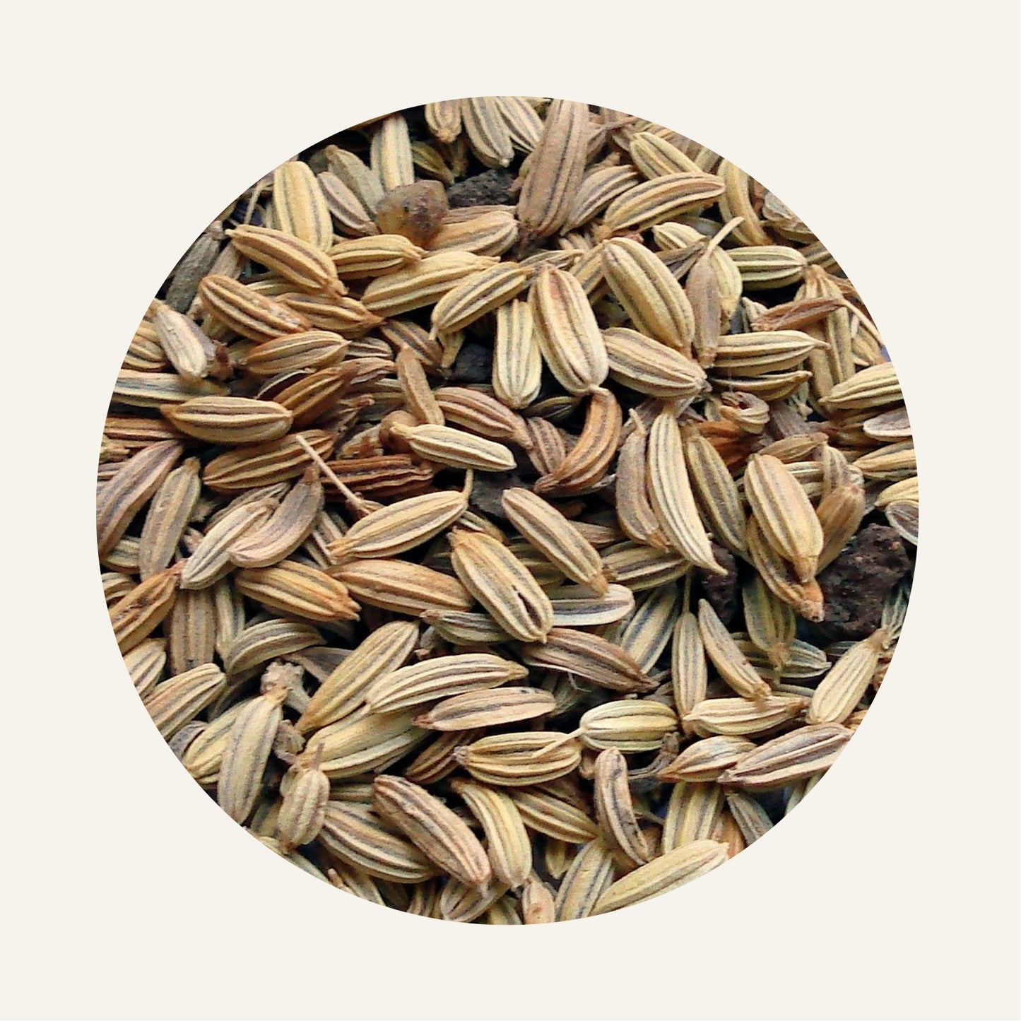 Fenouil_Beldi
