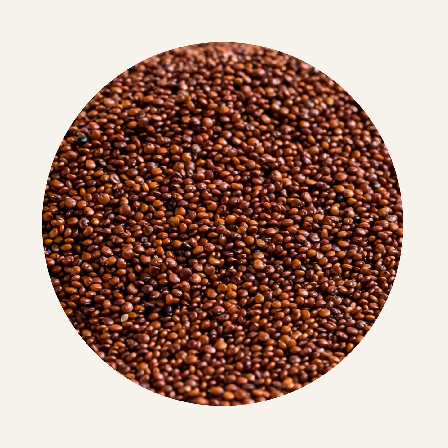 Graines_de_Quinoa