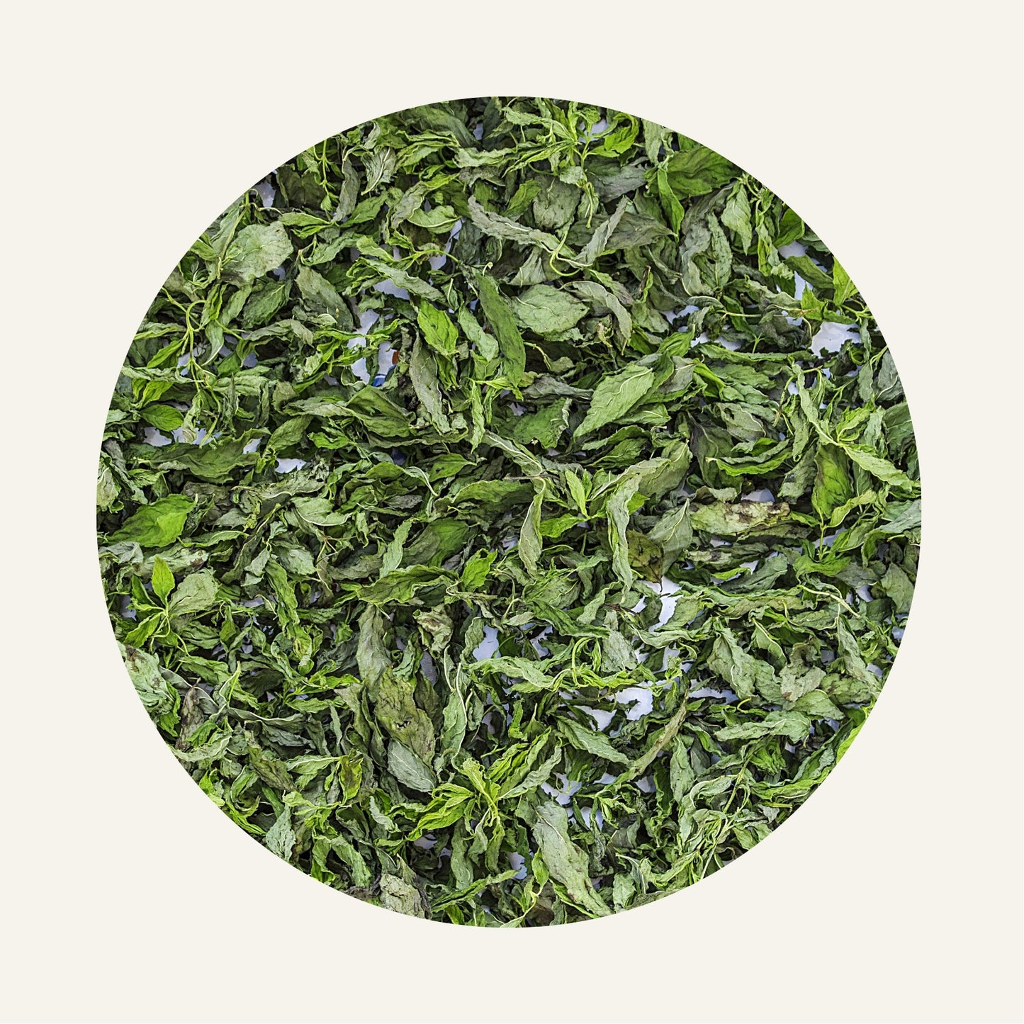 Menthe_Pouliot_Fliwi_Bio