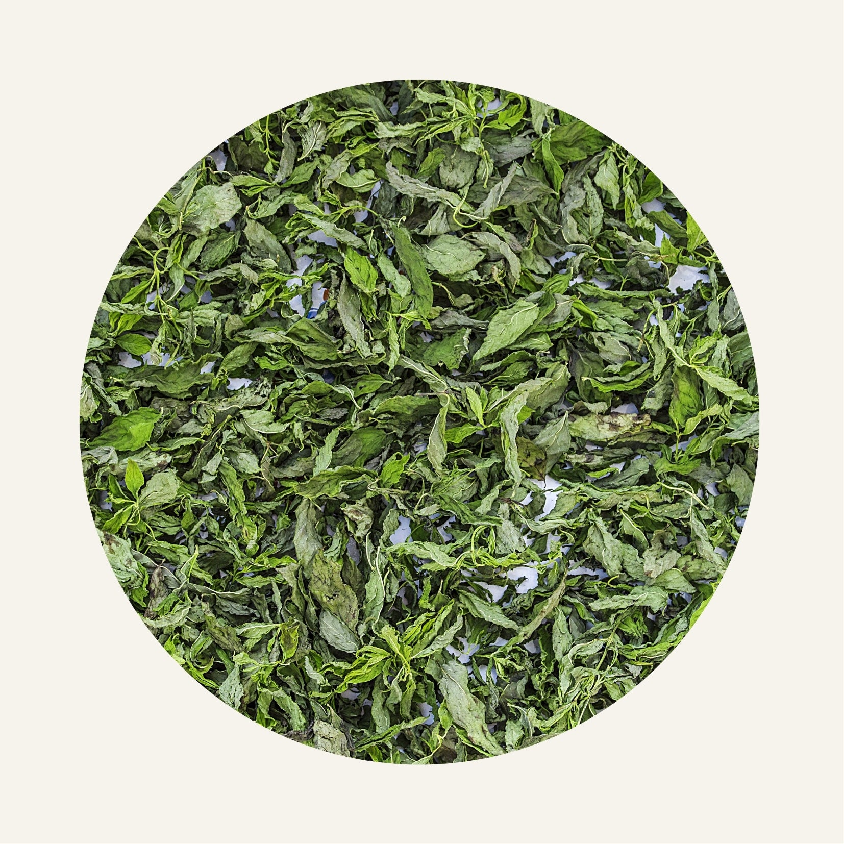 Menthe_Pouliot_Fliwi_Bio