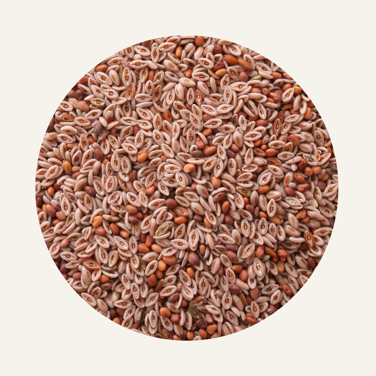 Psyllium